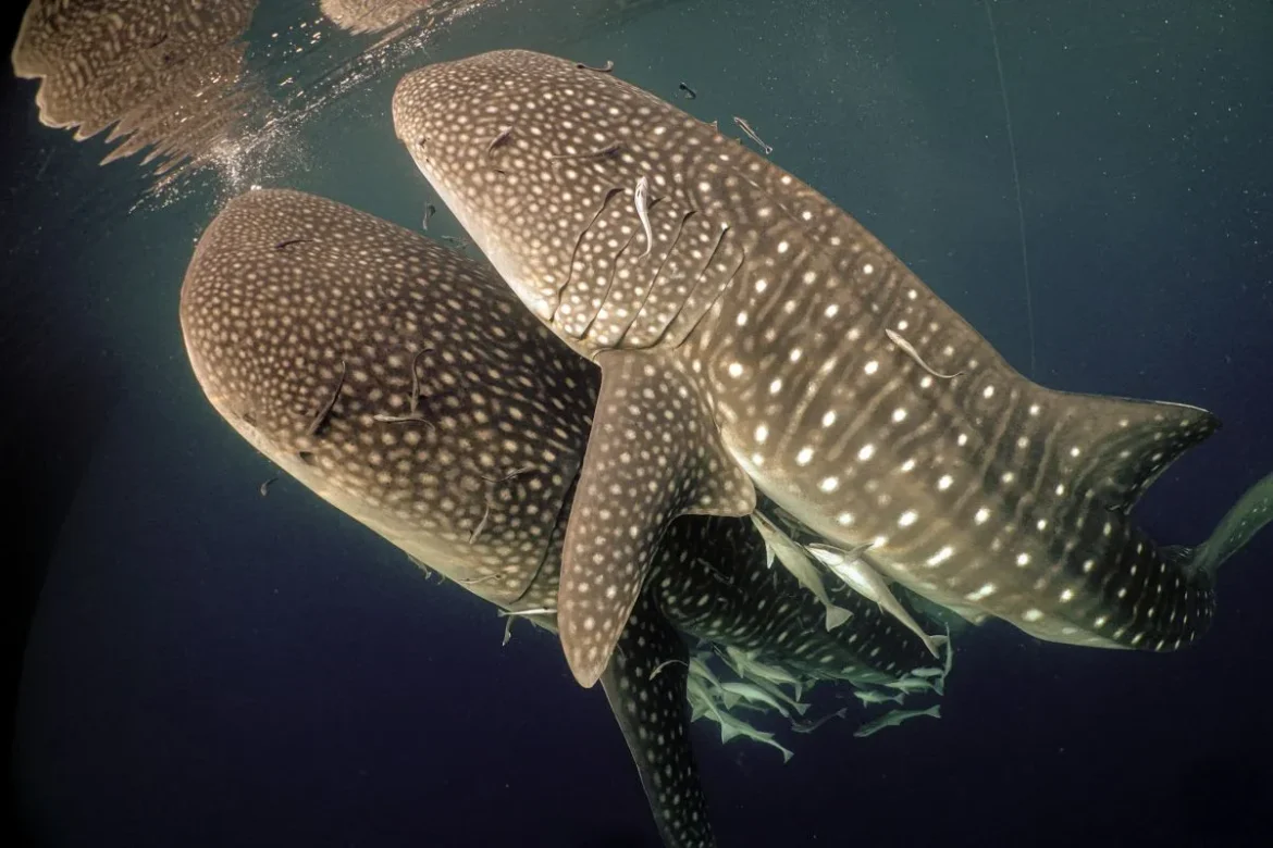 Whale-Shark_West-Papua-4.jpg