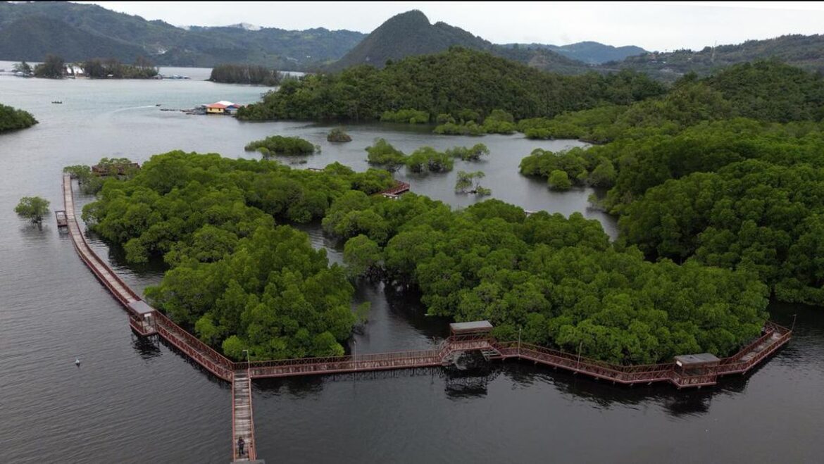 ekowisata-mangrove-pantai-bebek-jayapura_169